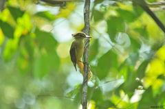 Onychorhynchus coronatus