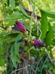 Wisteriopsis reticulata
