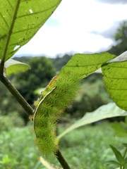 Automeris liberia