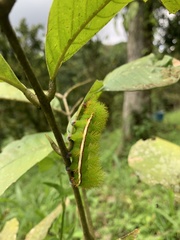 Automeris liberia