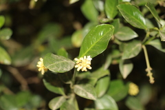 Palicourea boqueronensis