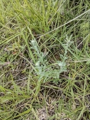 Pseudognaphalium conoideum