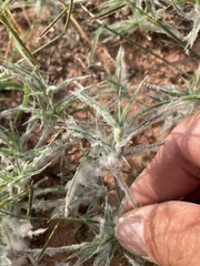 Dasyochloa pulchella