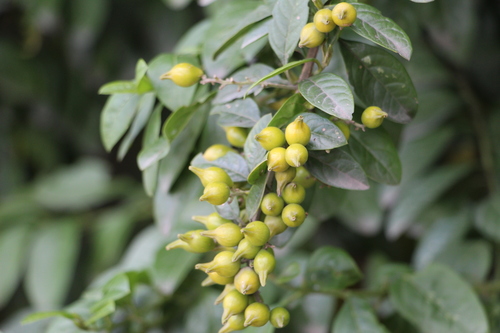Image of Duranta mutisii by (c) Andrés Ramírez-Barrera, some rights reserved (CC BY)