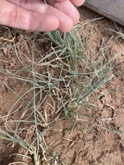 Bouteloua dactyloides