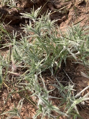 Dasyochloa pulchella