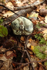 Rossbeevera pachydermis