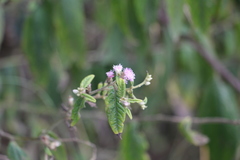 Lepidaploa canescens