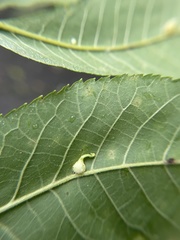 Caryomyia ansericollum