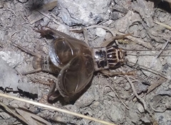 Eugryllodes escalerae