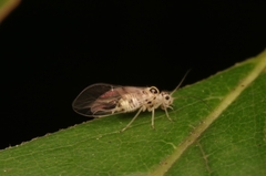 Teliapsocus