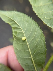 Caryomyia cilidolium