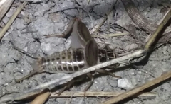 Eugryllodes escalerae