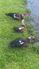 Cairina moschata domestica