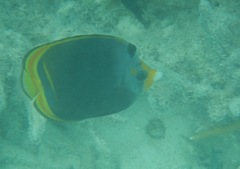 Chaetodon flavirostris