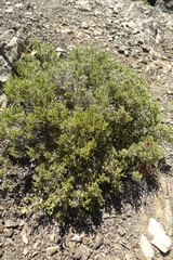 Helichrysum parvifolium