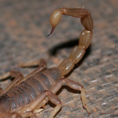 Urodacus
