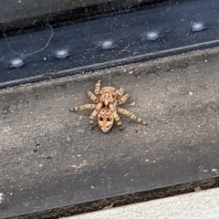 Attulus fasciger