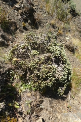 Helichrysum coralloides