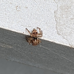 Attulus fasciger