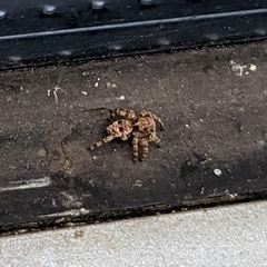 Attulus fasciger