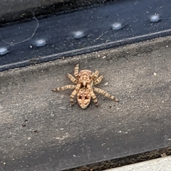 Attulus fasciger