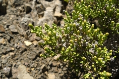 Helichrysum parvifolium