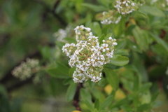Escallonia paniculata