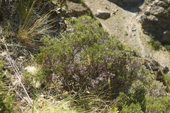 Helichrysum parvifolium