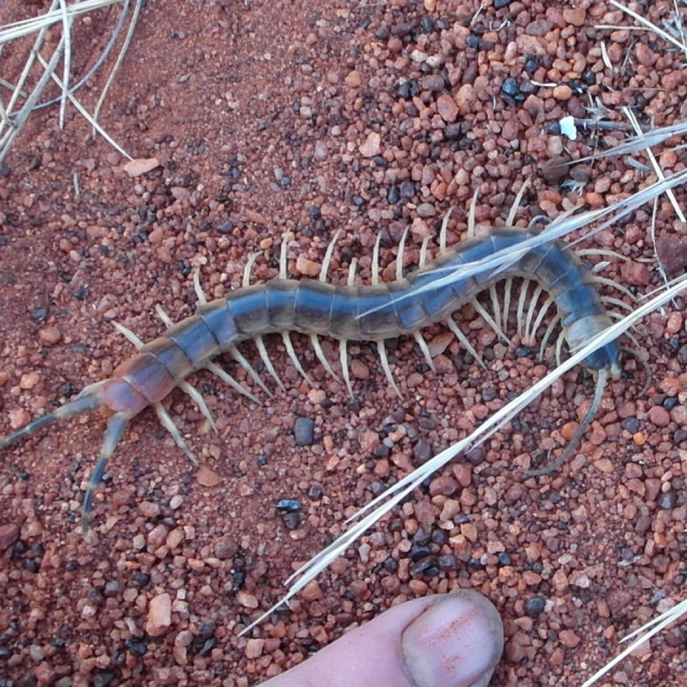 Ethmostigmus pachysoma
