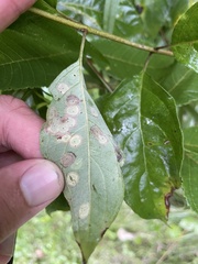 Parallelodiplosis subtruncata