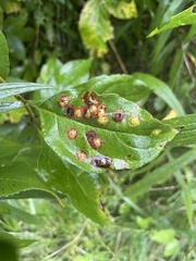 Parallelodiplosis subtruncata