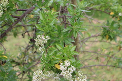 Escallonia paniculata