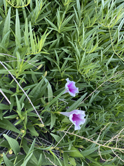 Ipomoea longifolia