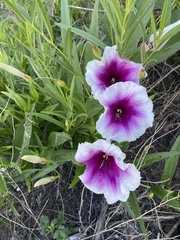 Ipomoea longifolia