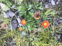 Geum quellyon
