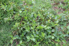 Muehlenbeckia tamnifolia
