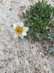 Dryas integrifolia