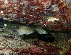 Girella elevata