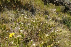 Veronica decumbens