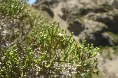 Helichrysum parvifolium