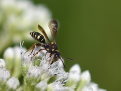 Nomada tiftonensis