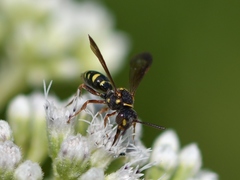 Nomada tiftonensis