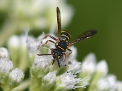 Nomada tiftonensis