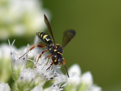Nomada tiftonensis