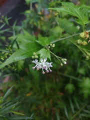 Ripariosida hermaphrodita