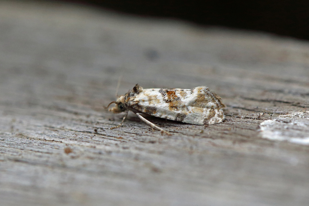 Cochylis molliculana
