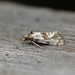 Neocochylis molliculana - Photo (c) Nigel Voaden, algunos derechos reservados (CC BY)