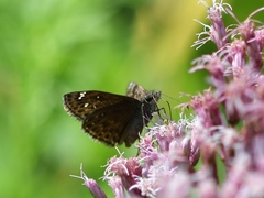 Erynnis martialis