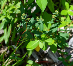 Euphorbia hyssopifolia image